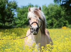 Ravensburger Puzzle 500 piezas Caballo blanco