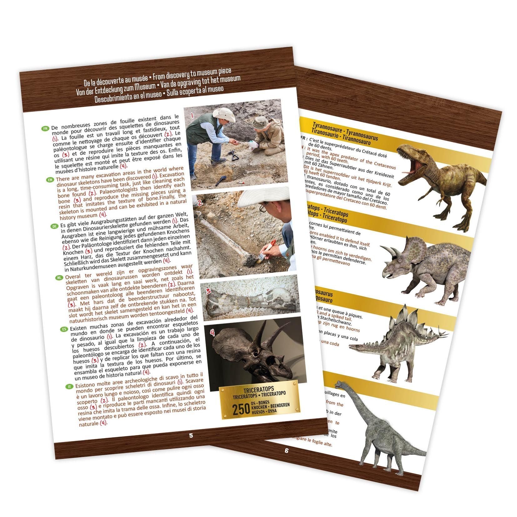 Cráneo De Dinosaurio Buki - Tiranosaurio